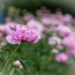 试看120秒欧美做人爱 97lpk8dpn