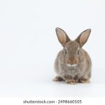 如何有效使用暴雪战网手机安全令保护账号安全 0dwovc28