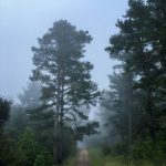 套路直播回放 漫画:揭示直播背后的秘密与幽默故事 ip1v1t