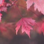 动漫中的美女:探索那些令人心动的角色与她们的魅力故事 ts5fdo6bwu