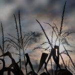 探索杨视频App:全新视听体验与功能解析 e4a0x7ebcg